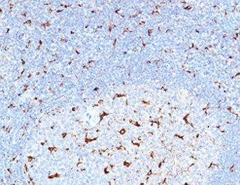 IHC staining of FFPE human tonsil with recombinant CD68 antibody (clone CDLA68-3R). HIER: boil tissu