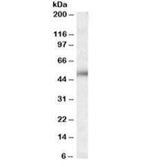 Western blot testing of human placenta lysate with ORAI1 antibody at 0.03ug/ml. Predicted molecular 