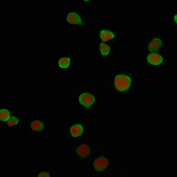 Immunofluorescent staining of human Jurkat cells with PD-L2 antibody (green, clone PDL2/2676) and Re