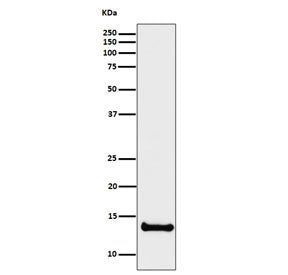 Western blot testing of human U-87 MG with CSTB antibody. Predicted molecular weight ~11 kDa.