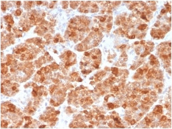 Geminin Antibody / GMNN