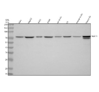 Western blot analysis of NEK11 using anti-NEK11 antibody. Lane 1: human Hela whole cell lysates, Lan