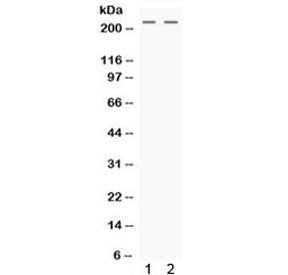 Nestin Antibody