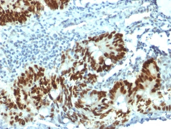 p53 Antibody / TP53 (N-Terminal Region)