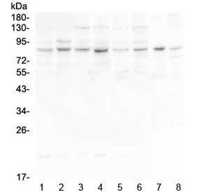 Western blot testing of human 1) HeLa, 2) U-87 MG, 3) U-2 OS, 4) K562, 5) Caco-2, 6) A549, 7) rat he