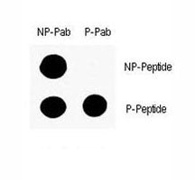 Phospho-p53 Antibody (pS9)