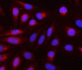 Immunofluorescent staining of FFPE human U-2 OS cells with REEP3 antibody (red) and DAPI nuclear sta