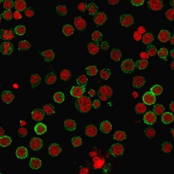 CD45RA Antibody (Leukocyte marker)