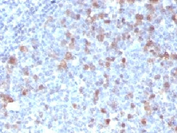 IHC testing of FFPE human tonsil with Cdc20 antibody (clone CLDC20-1). FFPE testing requires section