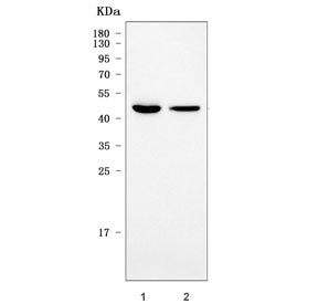 Sorting nexin 30 Antibody / SNX30