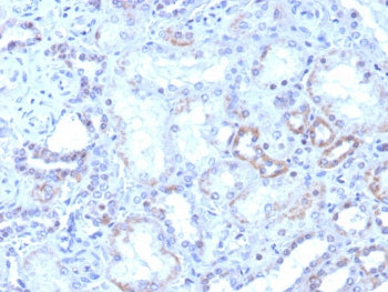 IHC staining of FFPE human kidney tissue with ROR gamma antibody (clone RORC/8017R). HIER: boil tiss