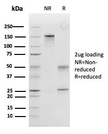 Peroxiredoxin 4 Antibody / PRDX4