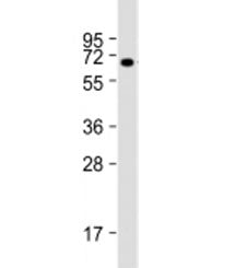 Western blot testing of human kidney lysate with BANP antibody at 1:2000. Predicted molecular weight