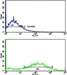 Flow cytometry testing of human NCI-H292 cells with Calponin 1 antibody; Blue=isotype control, Green