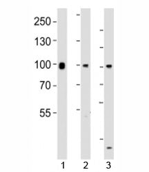Suz12 Antibody