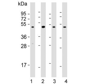 Western blot testing of human 1) brain, 2) cerebellum, 3) HT-1080 and 4) K562 lysate with DRD2 antib