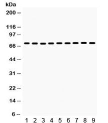 HSPA2 Antibody