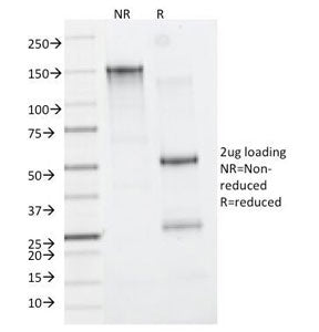 CD11b Antibody / MAC-1
