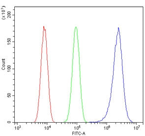 Flow cytometry testing of human U-2 OS cells with CDK1 antibody at 1ug/million cells (blocked with g