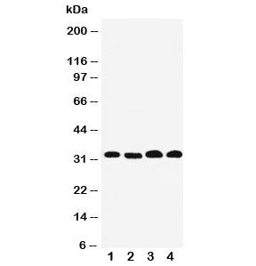 Western blot testing of Prohibitin 2 antibody and Lane 1: human PANC; 2: (h) COLO320; 3: (h) U87; 4: