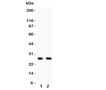Olig1 Antibody
