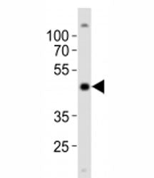 POU5F1 Antibody (OCT4)
