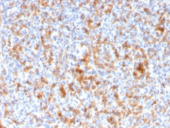 IHC staining of FFPE human spleen with Granzyme B antibody (clone GZMB/3056). HIER: boil tissue sect