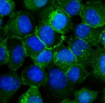 Immunofluorescent staining of FFPE human A431 cells with CDH3 antibody (green) and DAPI nuclear stai