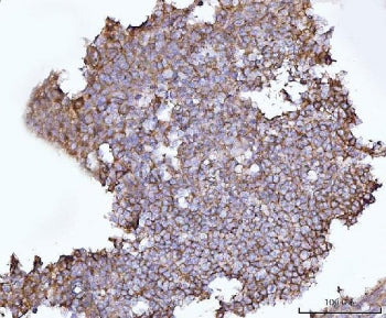 SNAP23 Antibody