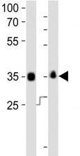 SOX-2 Antibody