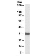 ETFA Antibody