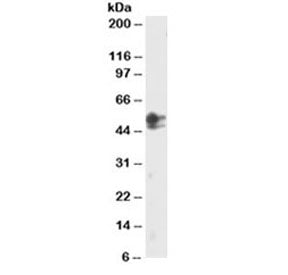 SMAD2 Antibody