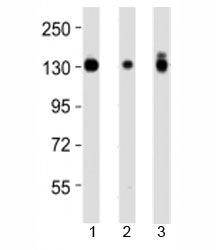 Integrin alpha 3 Antibody