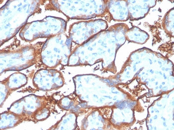 PD-L1 Antibody / B7-H1 / CD274