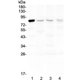 Western blot testing of human 1) HeLa, 2) placenta, 3) A549 and 4) SK-OV-3 lysate with DNA Polymeras