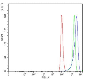 Glutathione Peroxidase 4 Antibody / GPX4