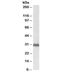 Western blot testing of human lung lysate with Stomatin antibody at 0.1ug/ml. Predicted molecular we