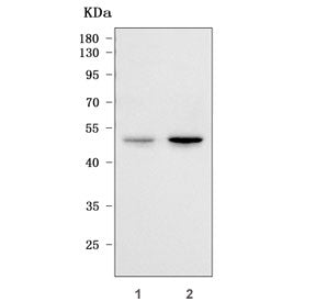 RIMKLA Antibody / NAAG synthetase A