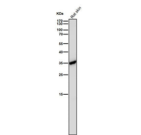Rat liver tissue lysate tested with the CASP6 antibody at 1:1000 dilution for 1 hour at room tempera