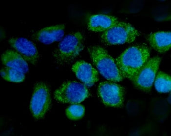Immunofluorescent staining of FFPE human Caco-2 cells with Cytochrome C antibody (green) and DAPI nu