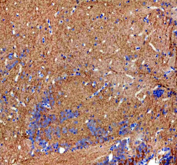 Immunohistochemical analysis of Cope protein using Zebrafish Cope antibody and paraffin-embedded zeb