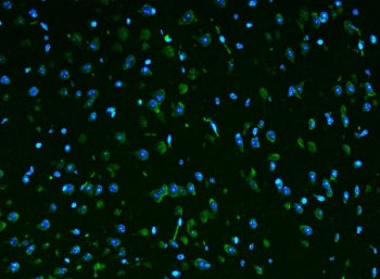 Immunofluorescent staining of FFPE mouse brain tissue with Rpl9 antibody (green) and DAPI nuclear st