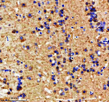 IHC staining of FFPE zebrafish brain tissue with Zebrafish Mat2a antibody. HIER: boil tissue section