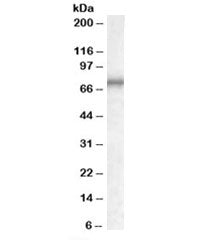 Western blot testing of K562 lysate with MEPCE antibody at 0.3ug/ml. Predicted molecular weight: ~75