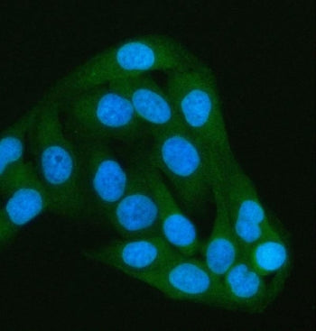 Immunofluorescent staining of FFPE human HeLa cells with PAIP1 antibody (green) and DAPI nuclear sta