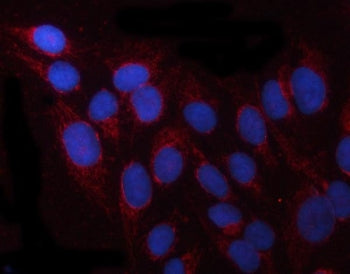 PRUNE Antibody / Exopolyphosphatase PRUNE1