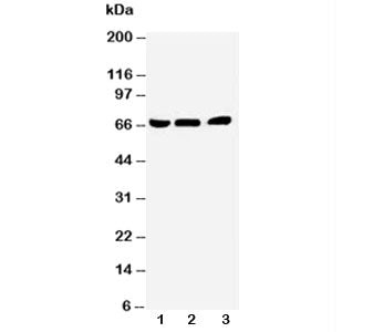 NUR77 Antibody