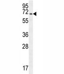 CD31 Antibody / PECAM-1, 0.4ml
