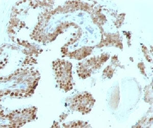 p57 Antibody / p57Kip2