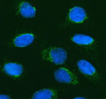 Immunofluorescent staining of PTPRE using anti-PTPRE antibody (green). PTPRE was detected in an immu